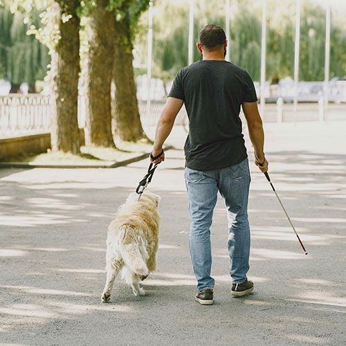 We're looking to secure funds to sponsor one guide dog for life!